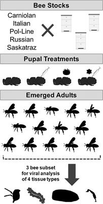 Honey Bee Genetic Stock Determines Deformed Wing Virus Symptom Severity but not Viral Load or Dissemination Following Pupal Exposure